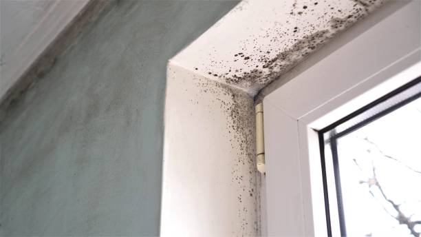 Best Mold Testing  in Morrow, GA