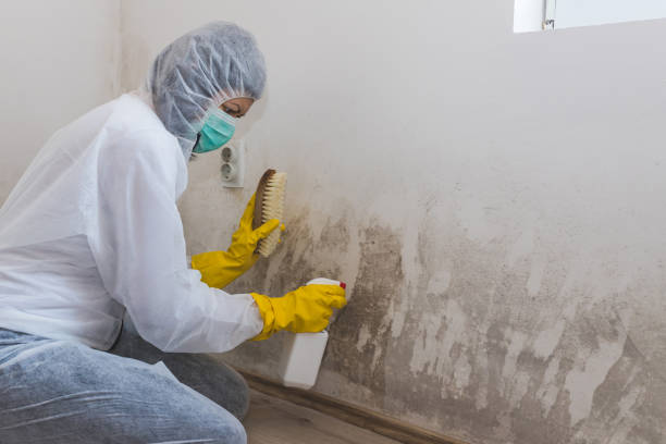 Best Toxic Mold Removal  in Morrow, GA