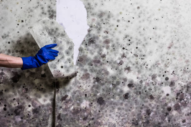Best Commercial Mold Removal  in Morrow, GA